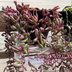 ルビーネックレス とリトルミッシー - メルカリ