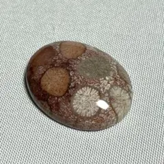 珊瑚（サンゴ）化石　カボション　(A)