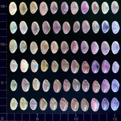 桜貝【片貝】中66枚(穴無し)02