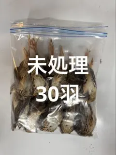 冷凍親ウズラ60羽爬虫類・猛禽類 大幅値下げ‼️冷凍親ウズラ60羽爬虫類・猛禽類 - メルカリ