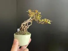 2026年最新】皐月盆栽の人気アイテム - メルカリ