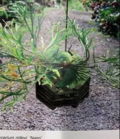 2025年最新】リドレイナノの人気アイテム - メルカリ