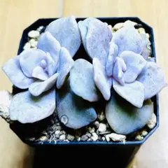 2025年最新】クリスペートビューティーの人気アイテム - メルカリ