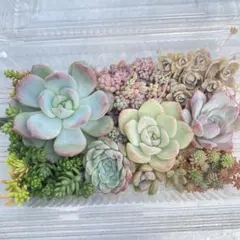 多肉植物 カット苗 寄せ植え カット苗セット 詰め合わせのサムネイル