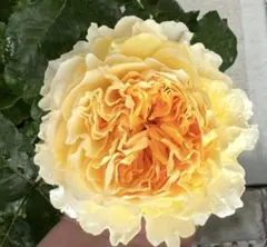 中大苗市場流通少なめの切花品種・希少複色株/幾重にも重なる姿バラ苗