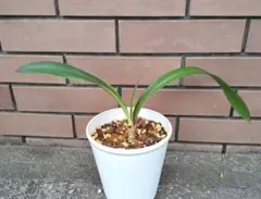 アマリリス　小苗のサムネイル