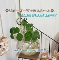 植物　水草　ウォーターマッシュルーム＆丸い鉢のセットのサムネイル
