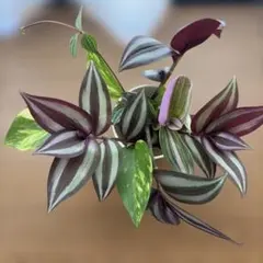 トラディスカンティア ピンクパラダイス プラカップに植えて - メルカリ