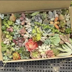 カット苗　多肉植物　朝摘み　ぷりぷり　多肉弁当　詰め合わせ　寄せ植え　ネコポス