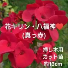 【沖縄から♪】八福神(真っ赤)♥️挿し木用カット苗約13cmのサムネイル