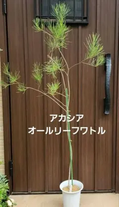 バンクシア レプトフィラ 鉢植えE 苗 オージープランツ ドライガーデン