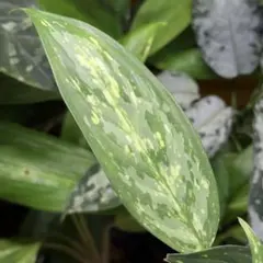 アグラオネマ ピクタム 