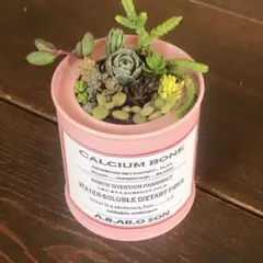ポイント消化　そのまま飾れます　多肉植物　寄せ植え　育て方メモつき❤️ カラフル