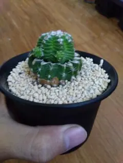 2026年最新】アズテキウムの人気アイテム - メルカリ