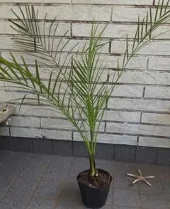 ヤシの木 フェニックス ロベレニー 約130cm 8号 パームツリー - メルカリ