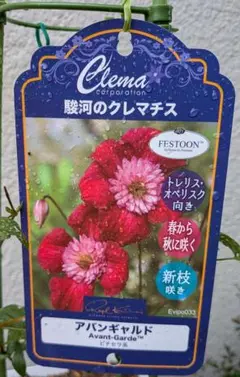 クレマチス 藤かほり 3年生苗 正規品ラベル付き - メルカリ