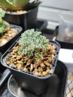 モンソニア カンデボエンシス（サルコカウロン） ☆レア植物☆ - メルカリ