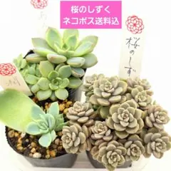 2026年最新】雫 セダムの人気アイテム - メルカリ