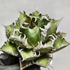 2025年最新】フィリグリー アガベの人気アイテム - メルカリ