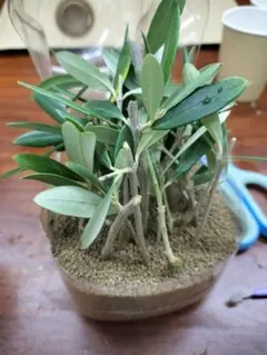 オリーブの木　ミッション　7号　約140cm　NO.647　人気品種　現品掲載 2025年最新】オリーブ 苗の人気アイテム - メルカリ オリーブの木