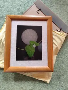 ○【真作】芳澤一夫 フクロウ 不苦労 【極美品】日本画 肉筆 絵画 美術