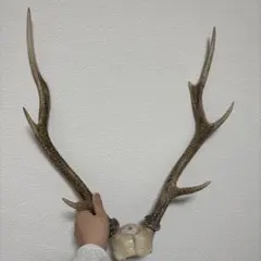 【値下げ交渉可‼️】ハンティングトロフィー 鹿の角対頭つき