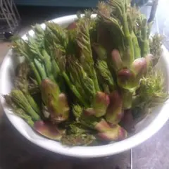 はなちゃん様専用たらの芽