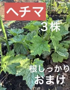 【無農薬】ヘチマ苗 3本セット｜強く育つ・グリーンカーテン/たわし用にも★のサムネイル