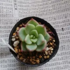 2026年最新】ロウルサンコの人気アイテム - メルカリ