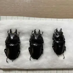 ヤエヤママルバネクワガタ 標本 西表島 野外品 55ミリ ヤエヤママルバネクワガタ 標本 西表島 野外品 55ミリ 2025年