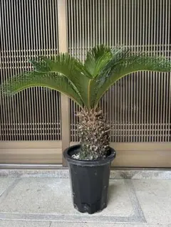 特大】 金環蘇鉄 ソテツ 観葉植物 南国 - メルカリ