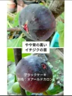 お話中です！　やや背の高いイチジクの苗　ブラックケーキ（ヌアールドカロン） 2026年最新】ヌアールドカロンの人気アイテム - メルカリ