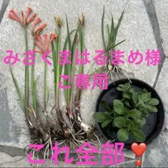 みさくまはるまめ様ご専用　花・つぼみつきキルタンサスオレンジ➕おまけ❣