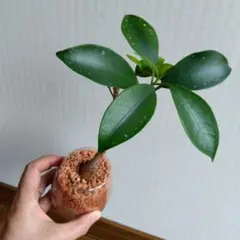 Z様 リクエスト 2点 まとめ商品