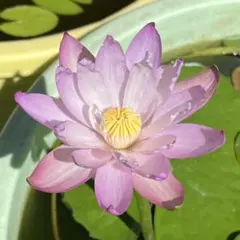 超特大・3株セット】サボテン 抜き苗 3株セット ピンクの花 - メルカリ