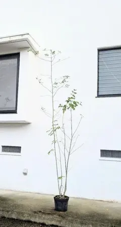 2025年最新】アオダモ 山採りの人気アイテム - メルカリ