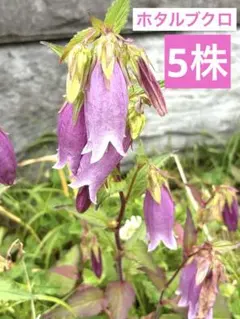 ホタルブクロ 小苗5つ - メルカリ