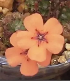 8BITOKYO様 リクエスト 2点 まとめ商品