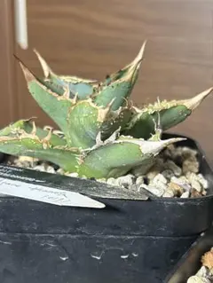 2026年最新】AGAVE dennisの人気アイテム - メルカリ