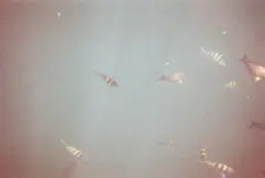 yukiさま　シリーサイラス　ウォーミー