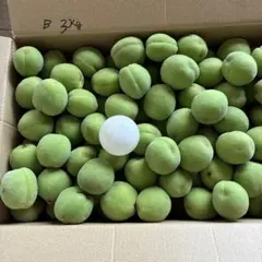群馬県産青梅 生梅 Ｂ3kg 梅酒 梅シロップ用のサムネイル