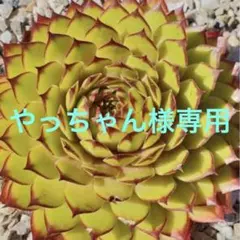 2026年最新】センペルビウムセットの人気アイテム - メルカリ