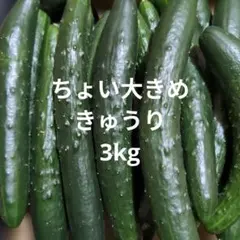ちょい大きめきゅうり　3kg
