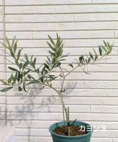 2025年最新】オリーブの木 カヨンヌの人気アイテム - メルカリ