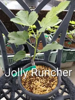 イチジク苗木 TFH-270 Jolly Rancher　挿し木苗のサムネイル