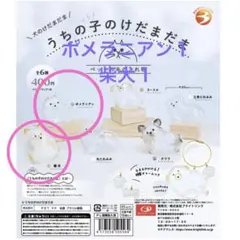 うちの子けだまだま 犬 ポメラニアン 柴犬