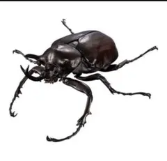 いきもの大図鑑アドバンス　マルスゾウカブトのサムネイル