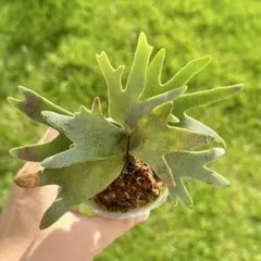 2025年最新】jade girl sporeの人気アイテム - メルカリ