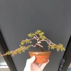 2026年最新】真柏の人気アイテム - メルカリ