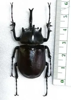 2026年最新】ゾウカブト標本の人気アイテム - メルカリ